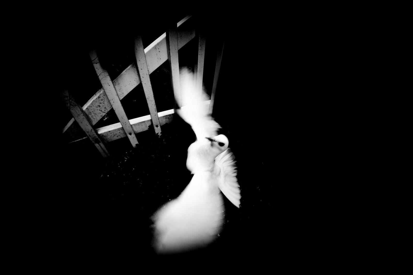 Blanco y negro de alto contraste: una figura de blanco bajo una estructura de madera