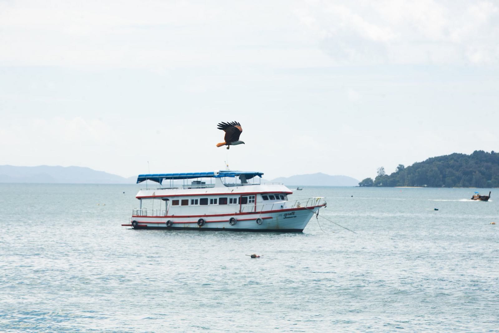 Una lancha en el mar frente a la costa, con un pájaro en el aire